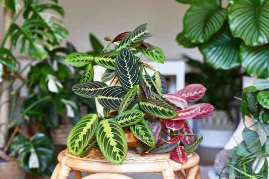 Beliebte Pflanzen – Calatheas
