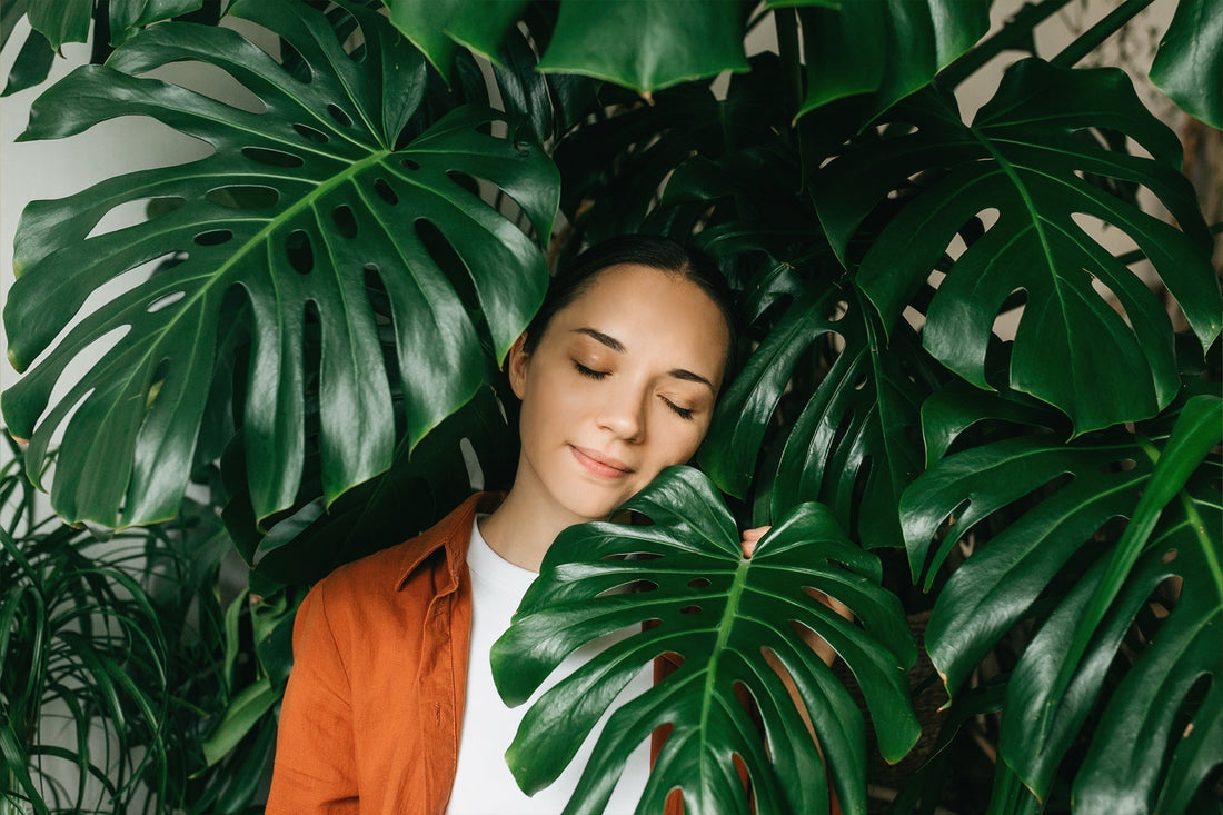 Beliebte Pflanzen: Monstera