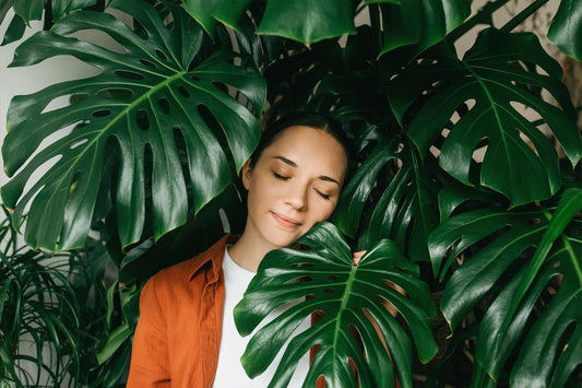 Beliebte Pflanzen: Monstera